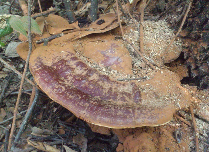 strano Ganoderma parte due